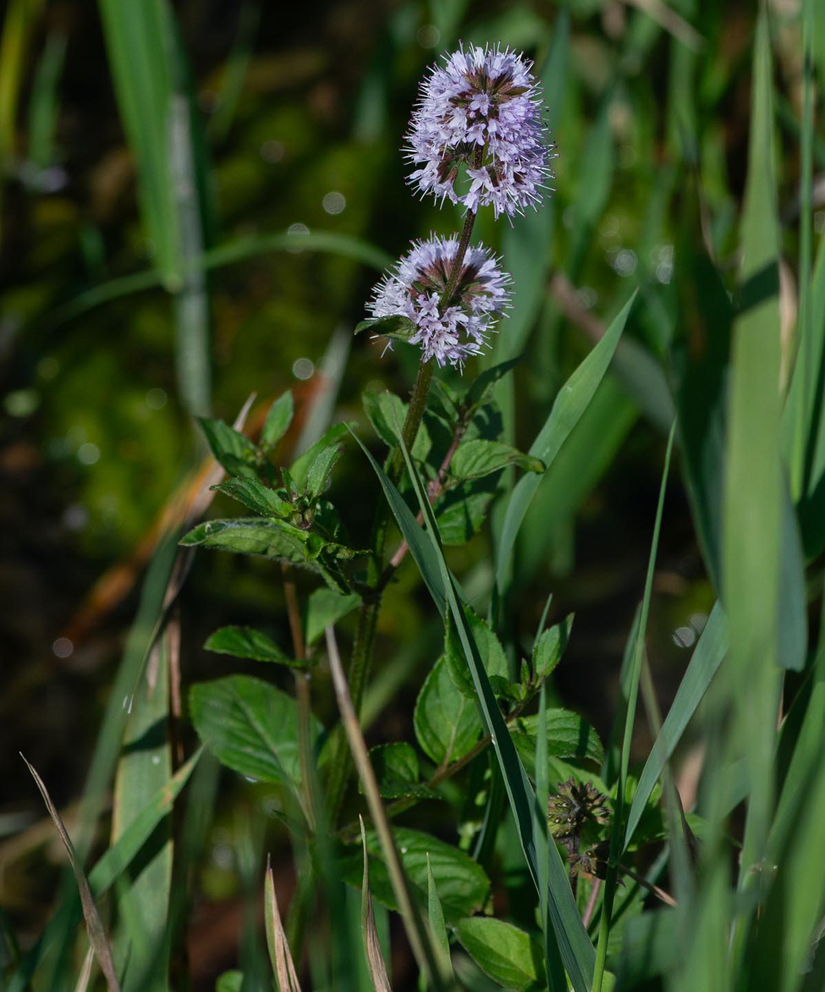 Habitus